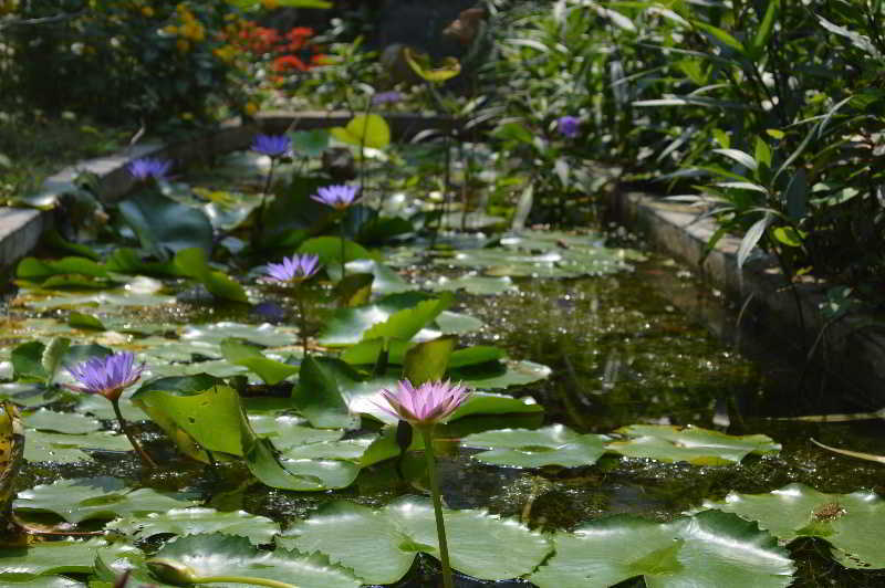 The Hoi An Orchid Garden Villas Exterior foto